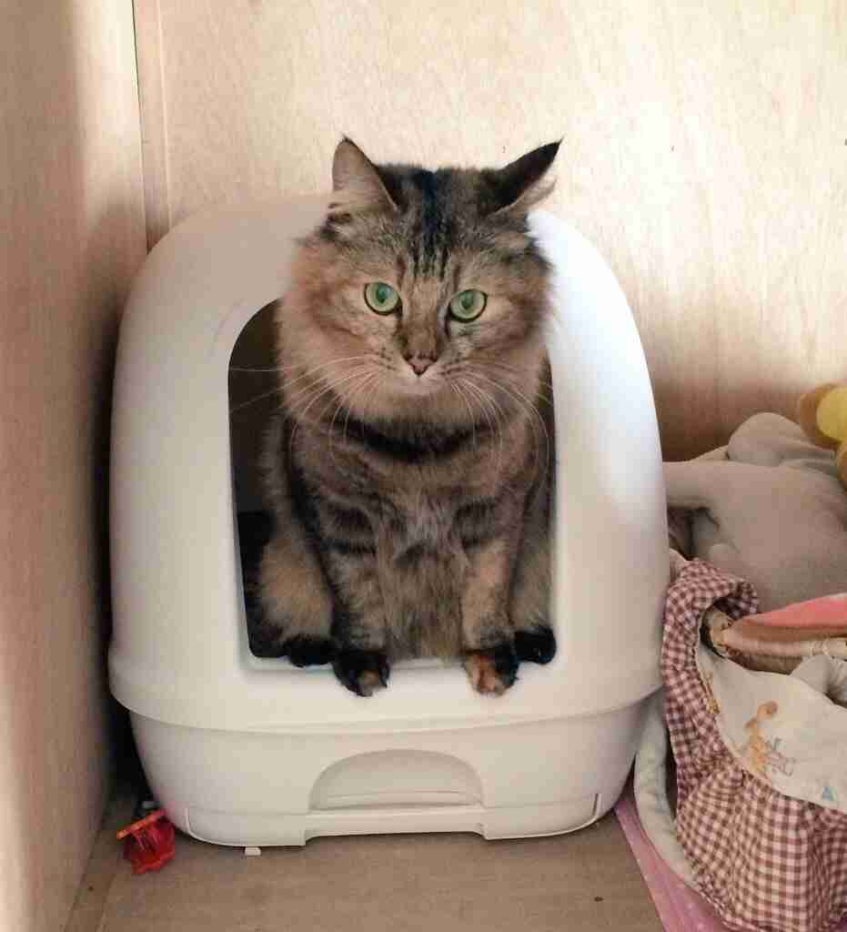 飼い猫と飼い犬の種類はなんですか?