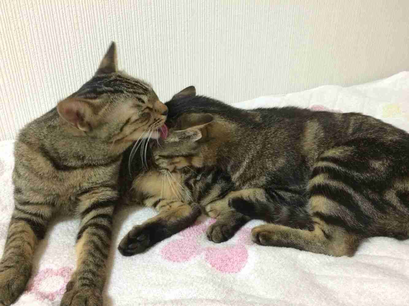 飼い猫と飼い犬の種類はなんですか?