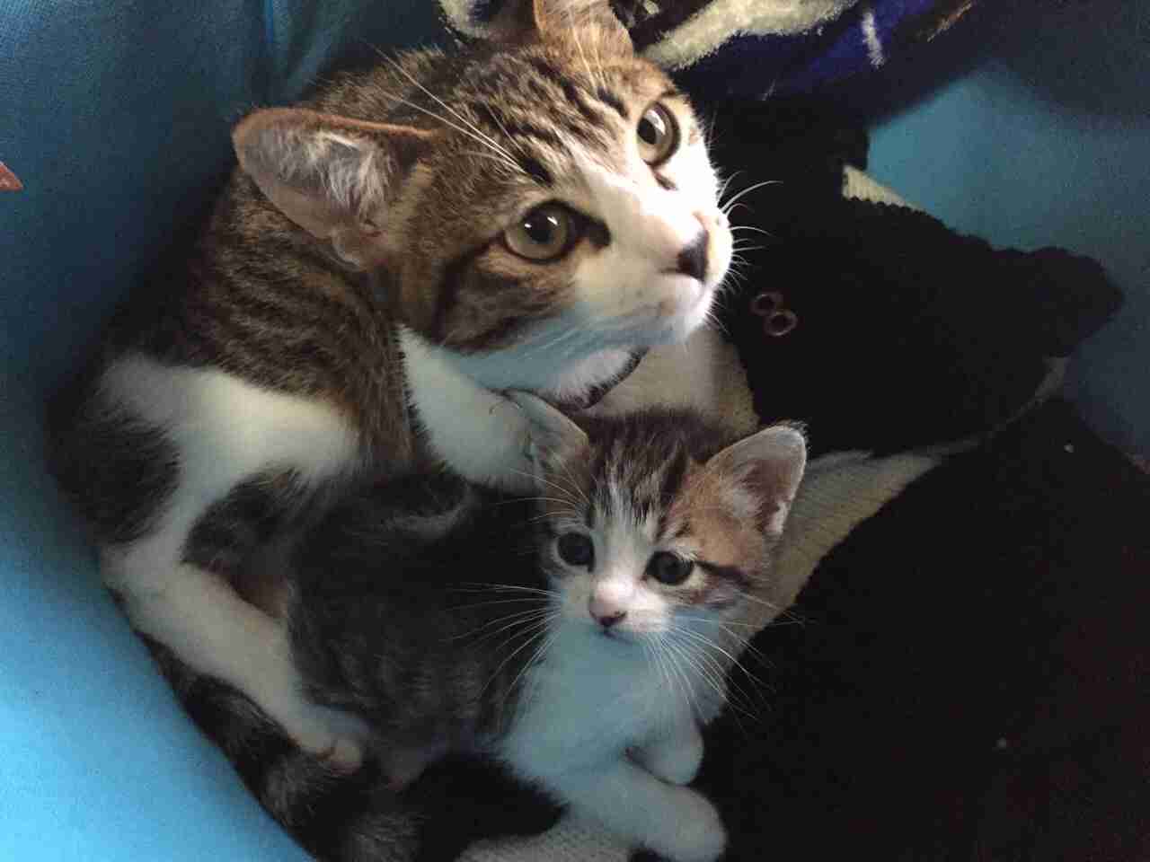 飼い猫と飼い犬の種類はなんですか?