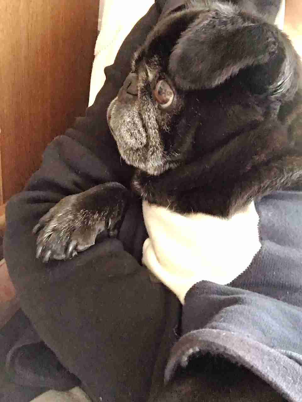 飼い猫と飼い犬の種類はなんですか?