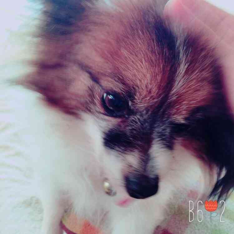 飼い猫と飼い犬の種類はなんですか?