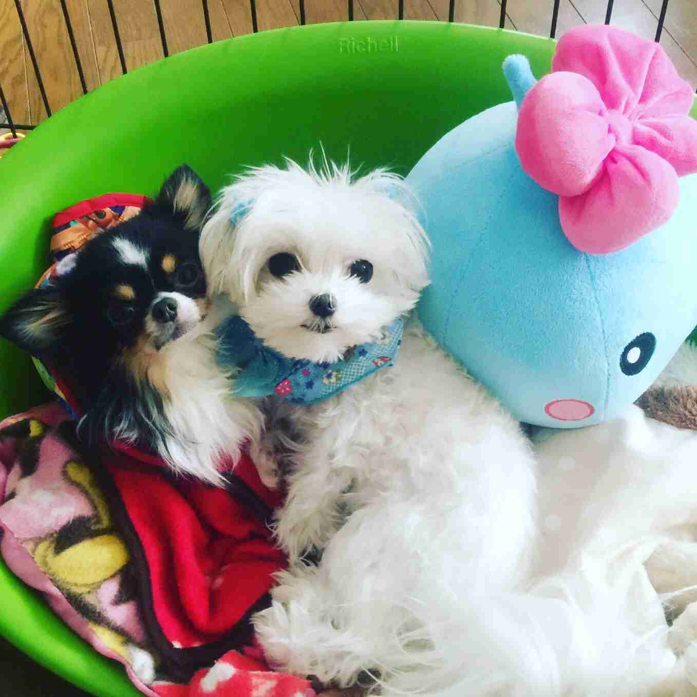 飼い猫と飼い犬の種類はなんですか?