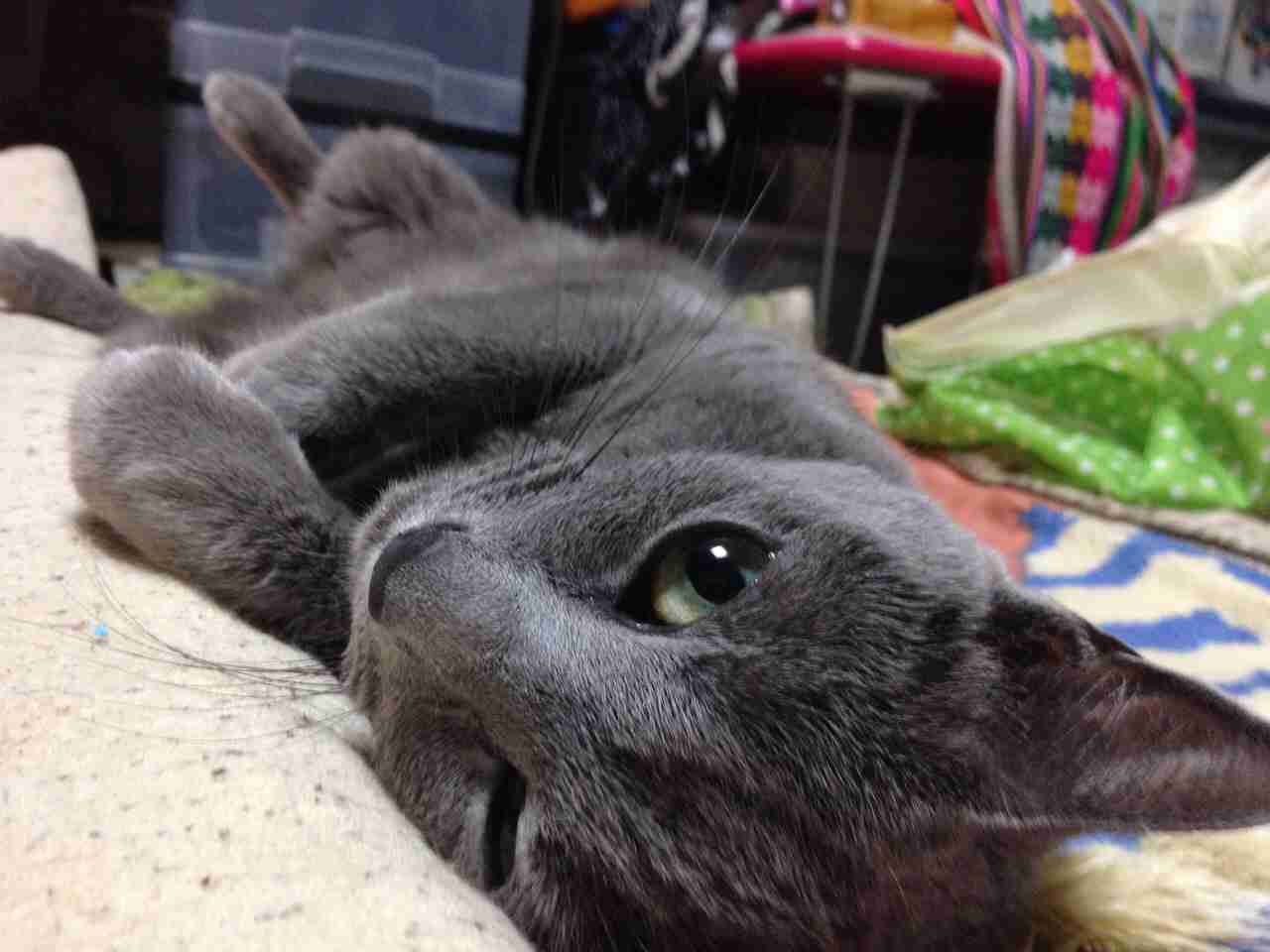 飼い猫と飼い犬の種類はなんですか?