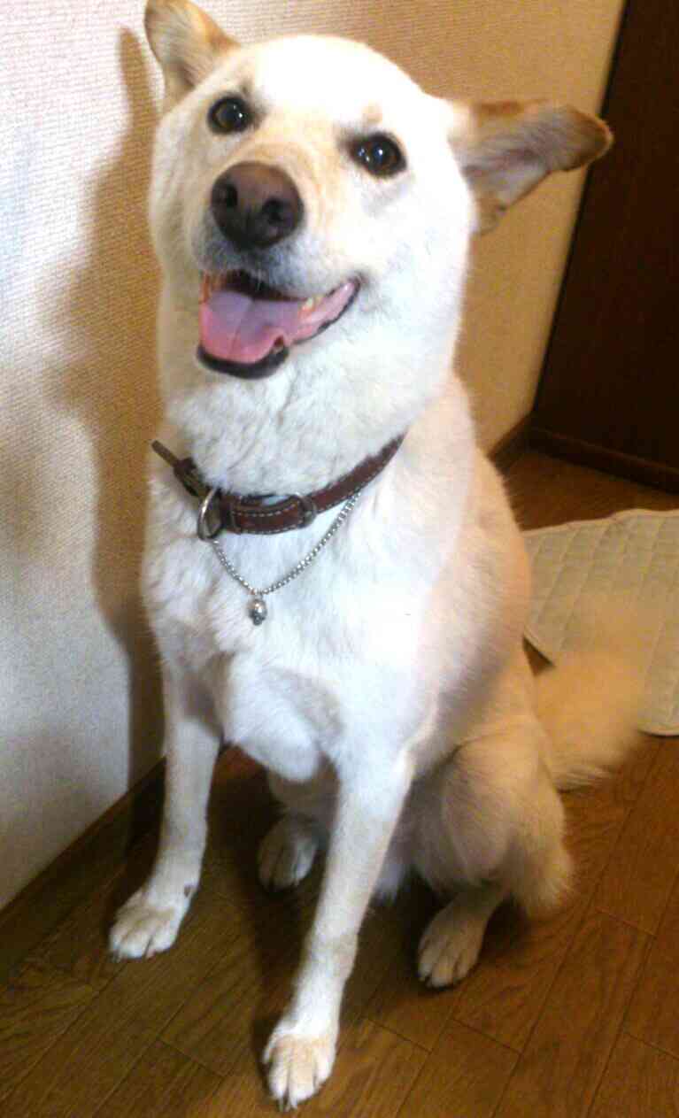 飼い猫と飼い犬の種類はなんですか?