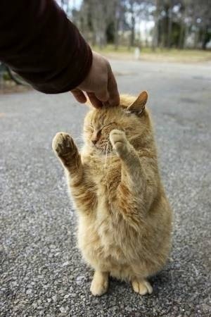 甘えている動物の写真をください