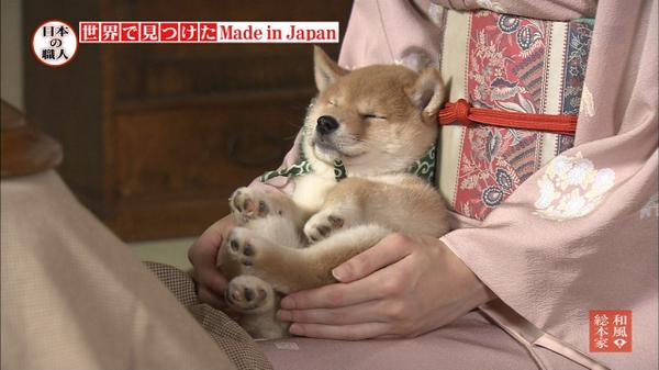 甘えている動物の写真をください