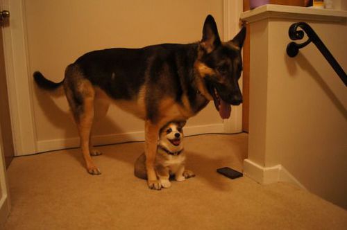 甘えている動物の写真をください