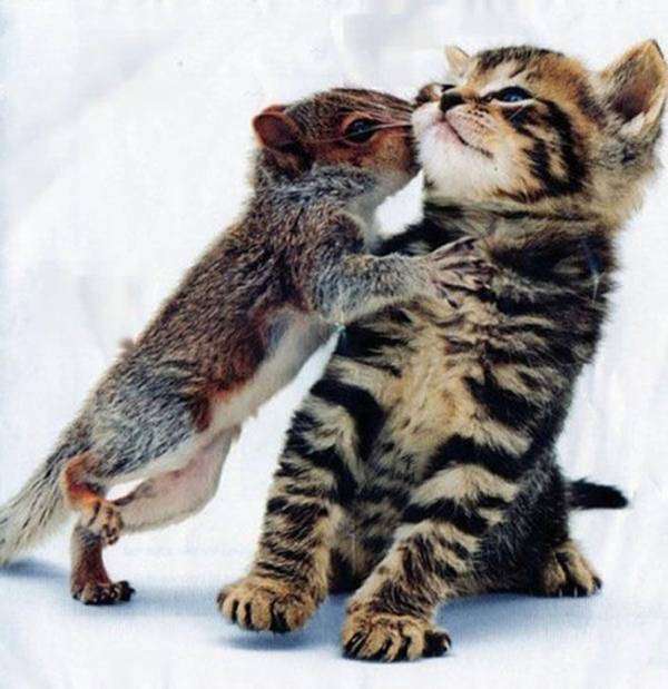 甘えている動物の写真をください