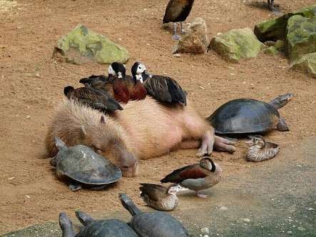 甘えている動物の写真をください