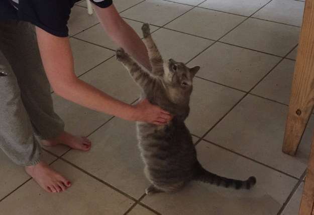 甘えている動物の写真をください