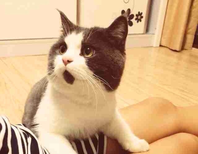 甘えている動物の写真をください