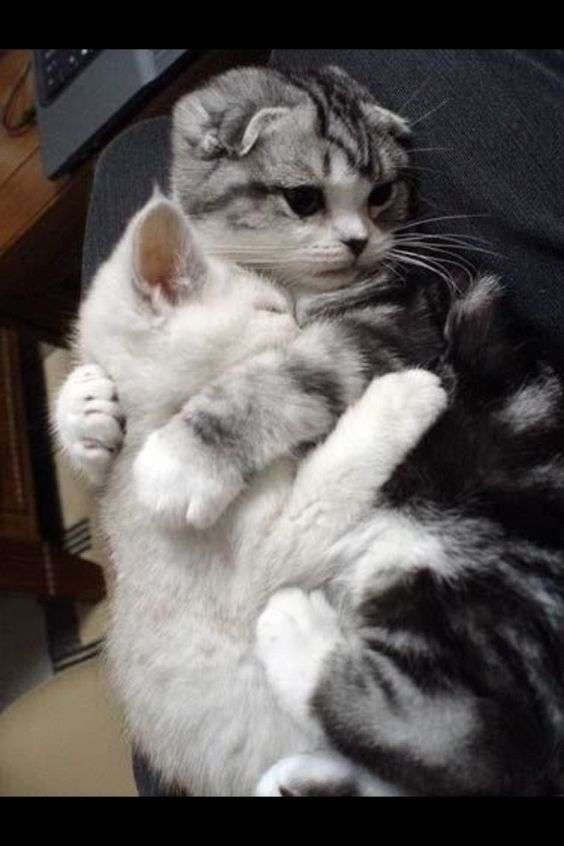 甘えている動物の写真をください