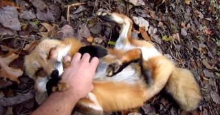 甘えている動物の写真をください