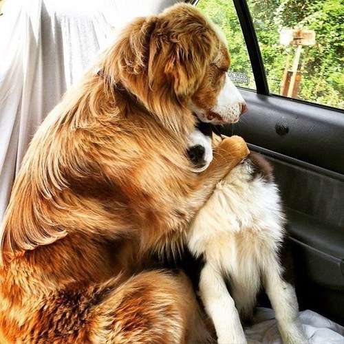 甘えている動物の写真をください