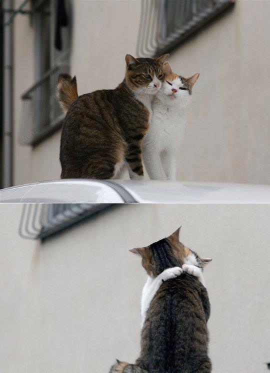 甘えている動物の写真をください