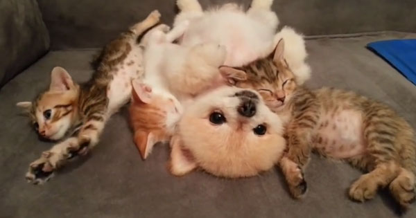 甘えている動物の写真をください