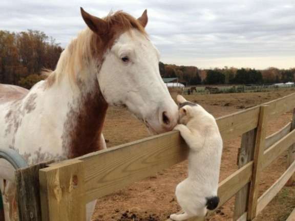 甘えている動物の写真をください