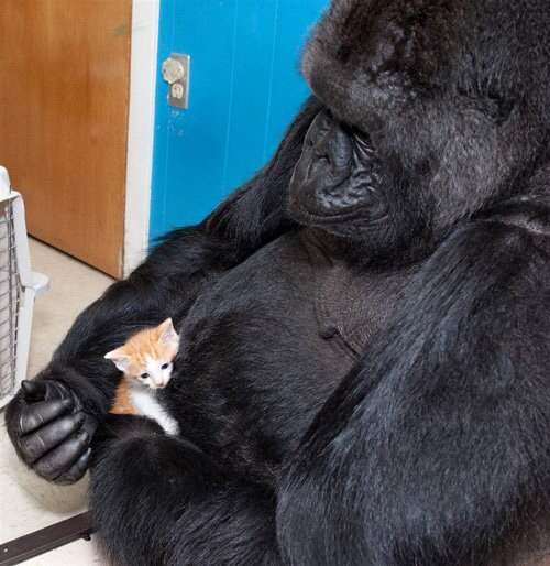 甘えている動物の写真をください