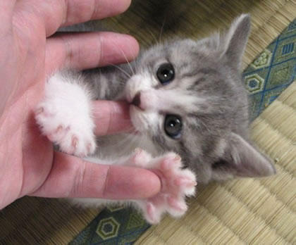 甘えている動物の写真をください