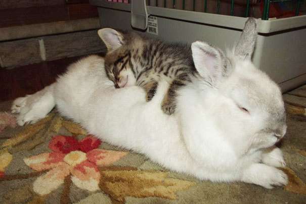 甘えている動物の写真をください