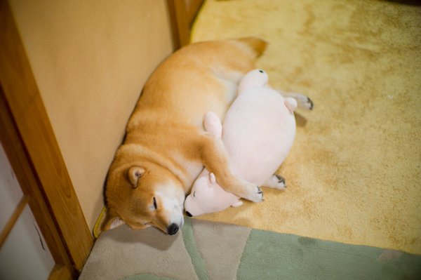 甘えている動物の写真をください