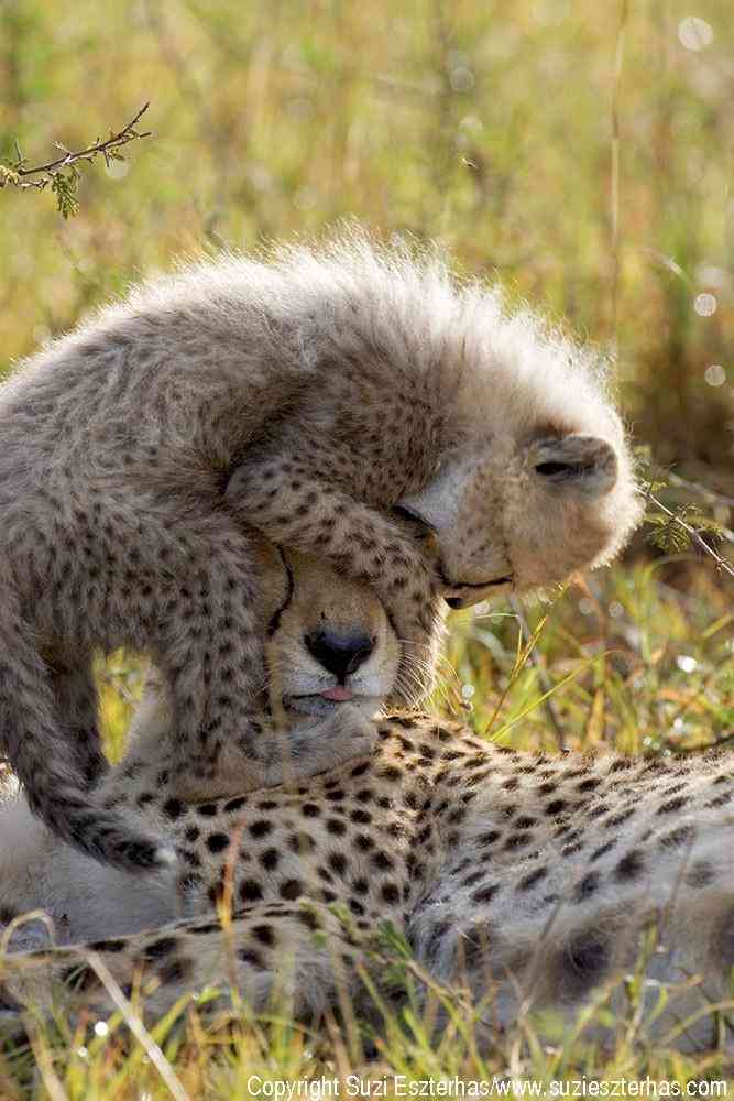 甘えている動物の写真をください