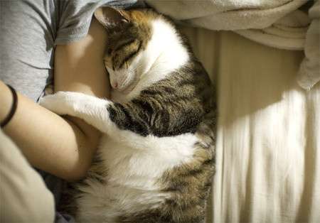 甘えている動物の写真をください