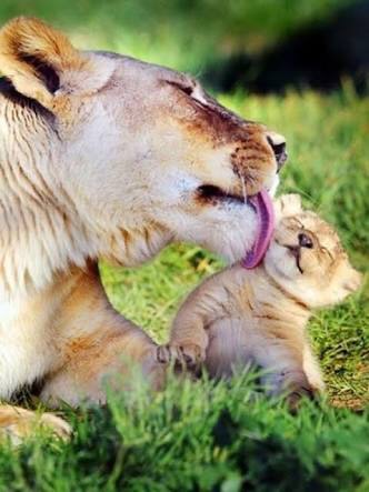 甘えている動物の写真をください