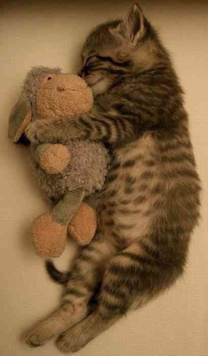 甘えている動物の写真をください