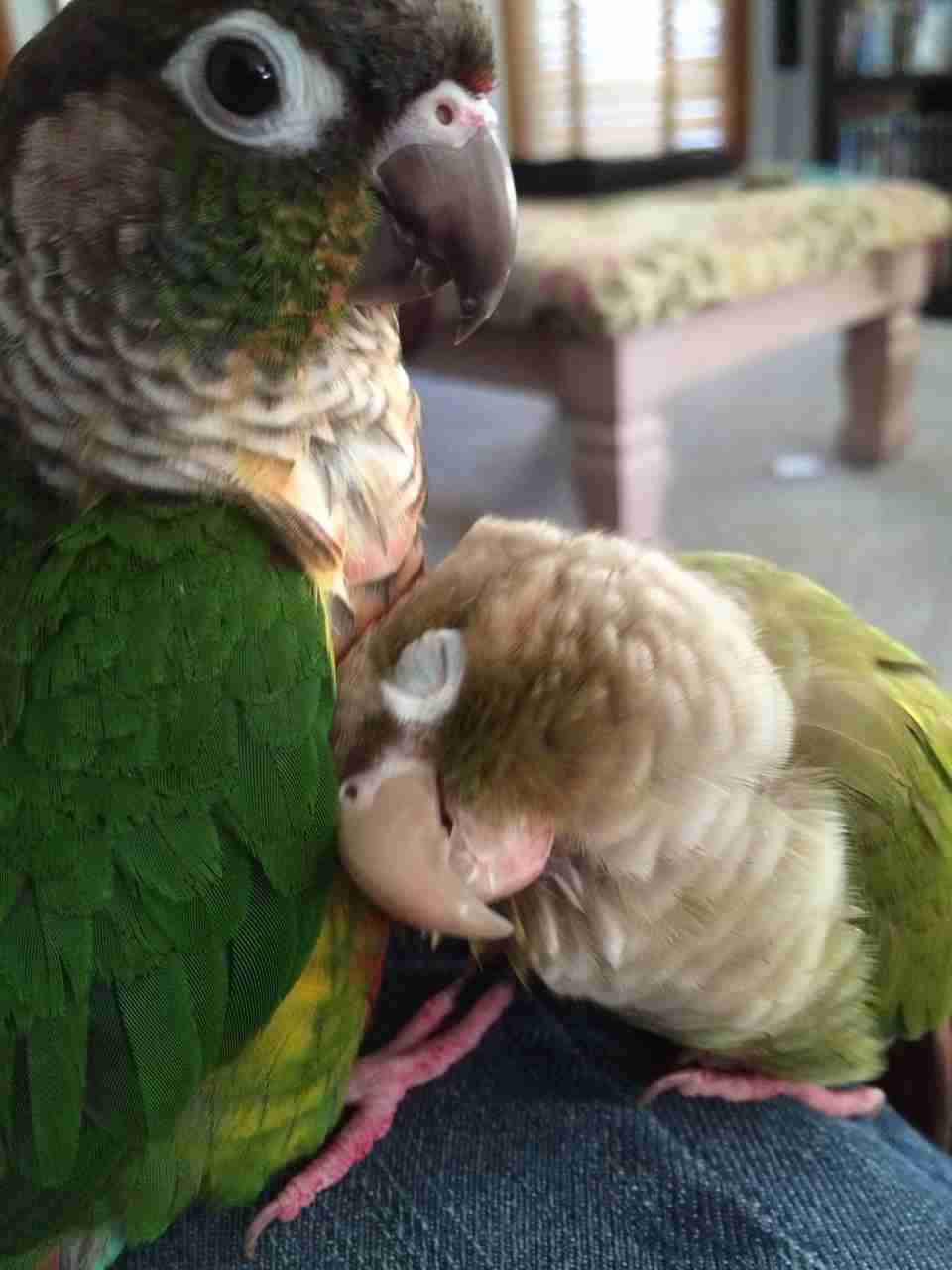 甘えている動物の写真をください