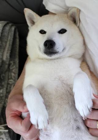 甘えている動物の写真をください