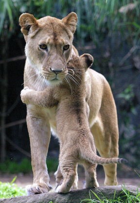 甘えている動物の写真をください