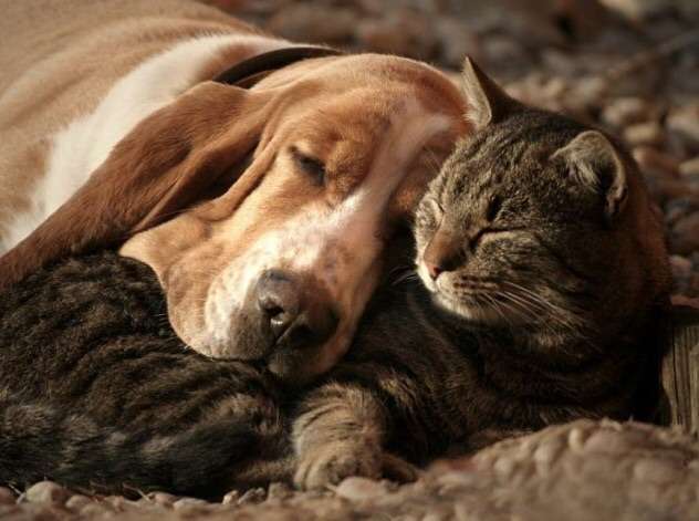 甘えている動物の写真をください