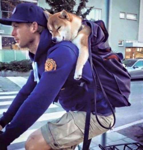 甘えている動物の写真をください