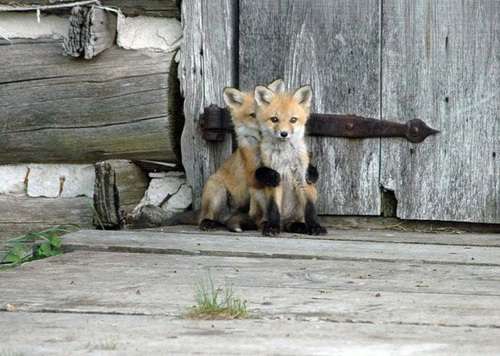 甘えている動物の写真をください