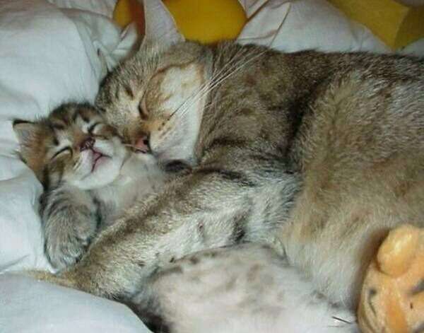 甘えている動物の写真をください
