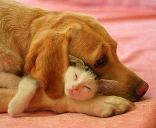 甘えている動物の写真をください