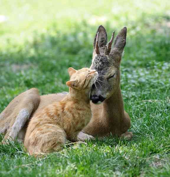 甘えている動物の写真をください