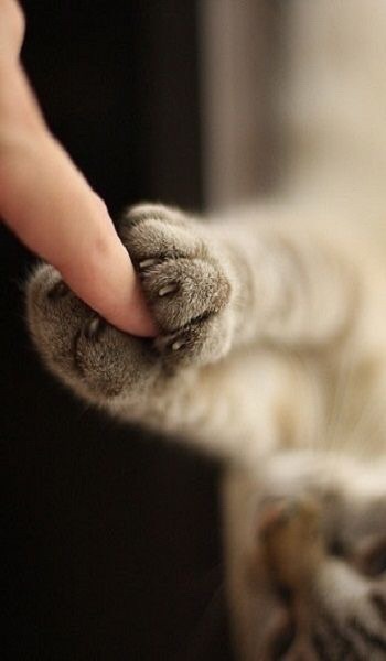 甘えている動物の写真をください