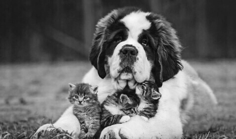 甘えている動物の写真をください