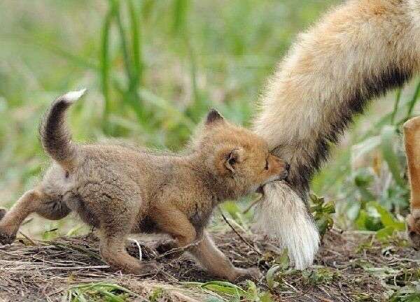甘えている動物の写真をください