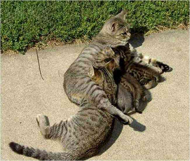 甘えている動物の写真をください