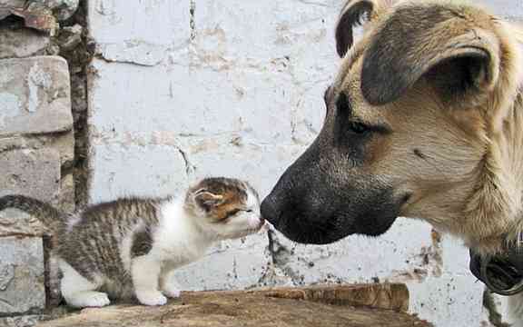 甘えている動物の写真をください