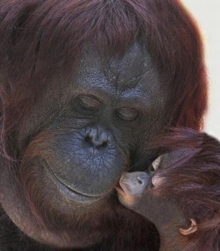 甘えている動物の写真をください