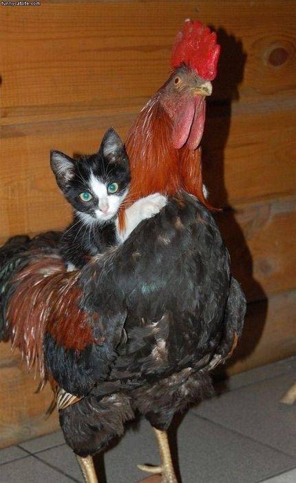 甘えている動物の写真をください