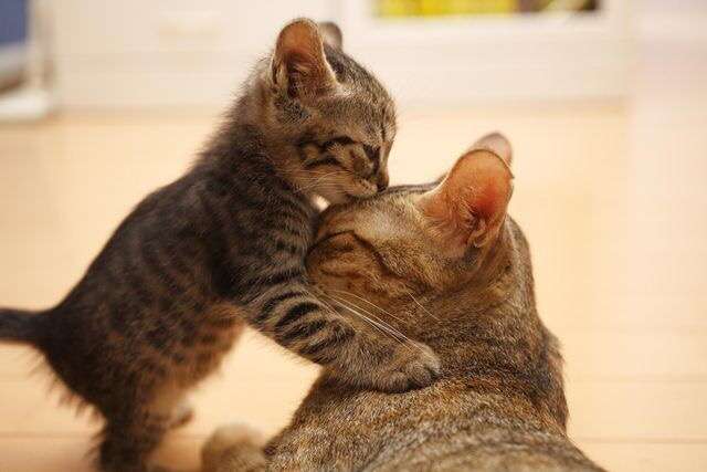 甘えている動物の写真をください