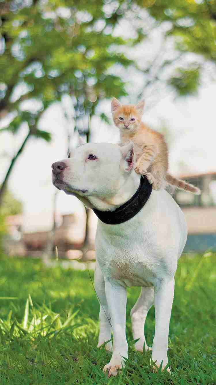 甘えている動物の写真をください