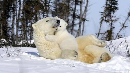 甘えている動物の写真をください