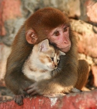 甘えている動物の写真をください