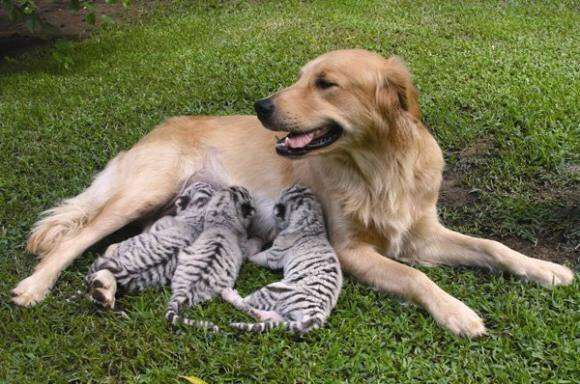 甘えている動物の写真をください